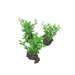 Ligustrum ovalifolium