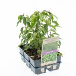 Prunus lusitanica 'Angustifolia'