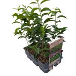 Prunus lusitanica 'Angustifolia'