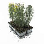 Taxus baccata