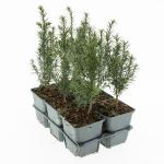 Taxus baccata