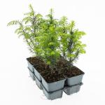 Taxus baccata