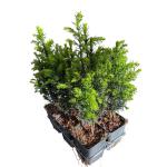 Taxus baccata