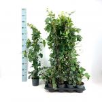 Hedera hibernica, gebonden