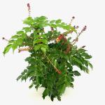 Mahonia 'Cabaret'