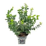 Euonymus fort. 'Emerald Gaiety'