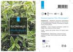 Euonymus jap. 'Microphyl. Albovar.'