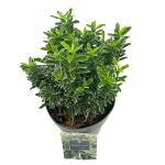 Euonymus jap. 'Microphyl. Albovar.'