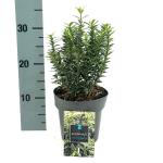 Euonymus jap. 'Microphyl. Albovar.'