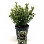 Euonymus jap. 'Microphyl. Aureovar'