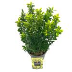 Euonymus jap. 'Microphyl. Aureovar'