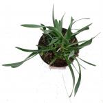 Allium 'Millenium'