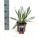 Allium 'Millenium'