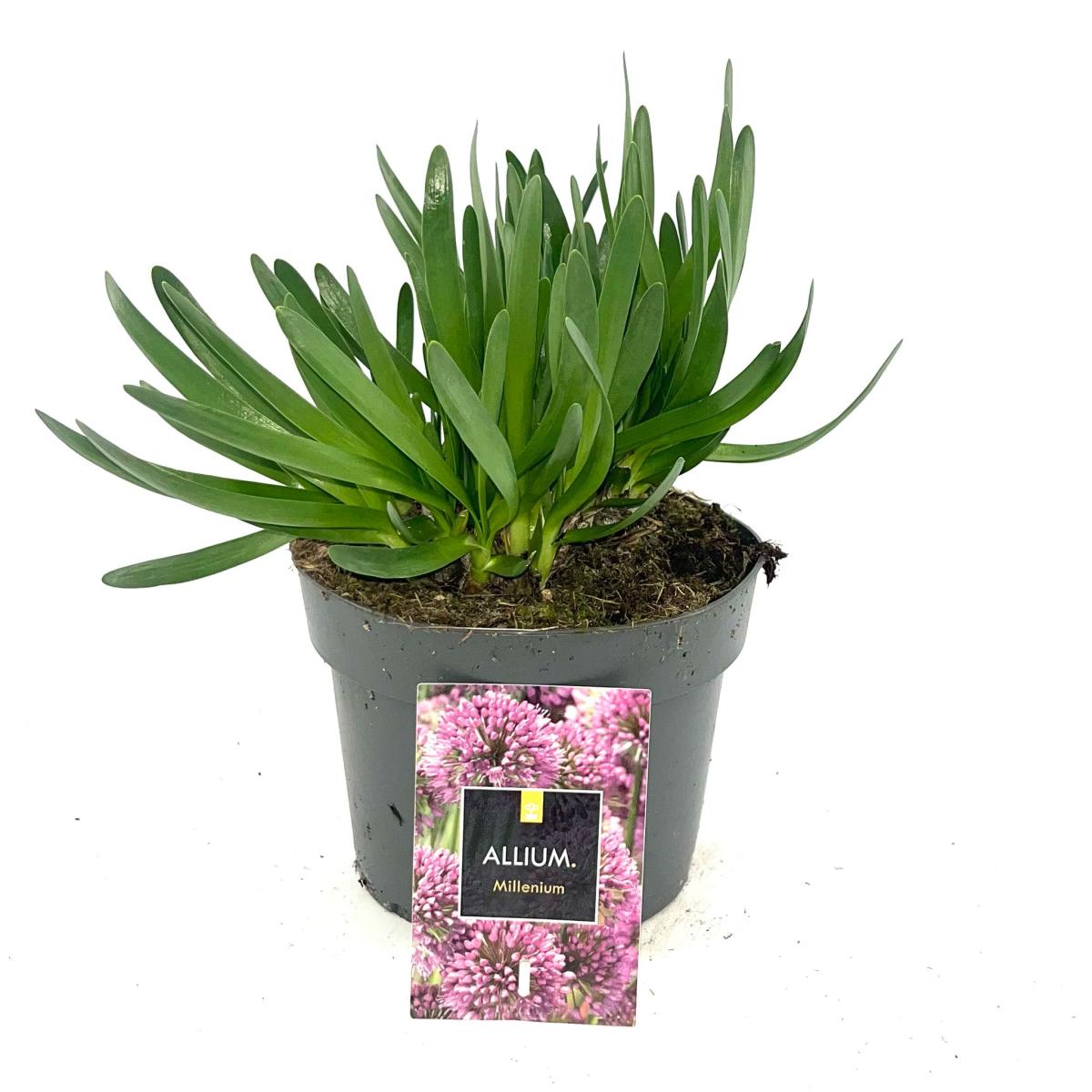 Allium 'Millenium'