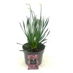 Allium 'Millenium'