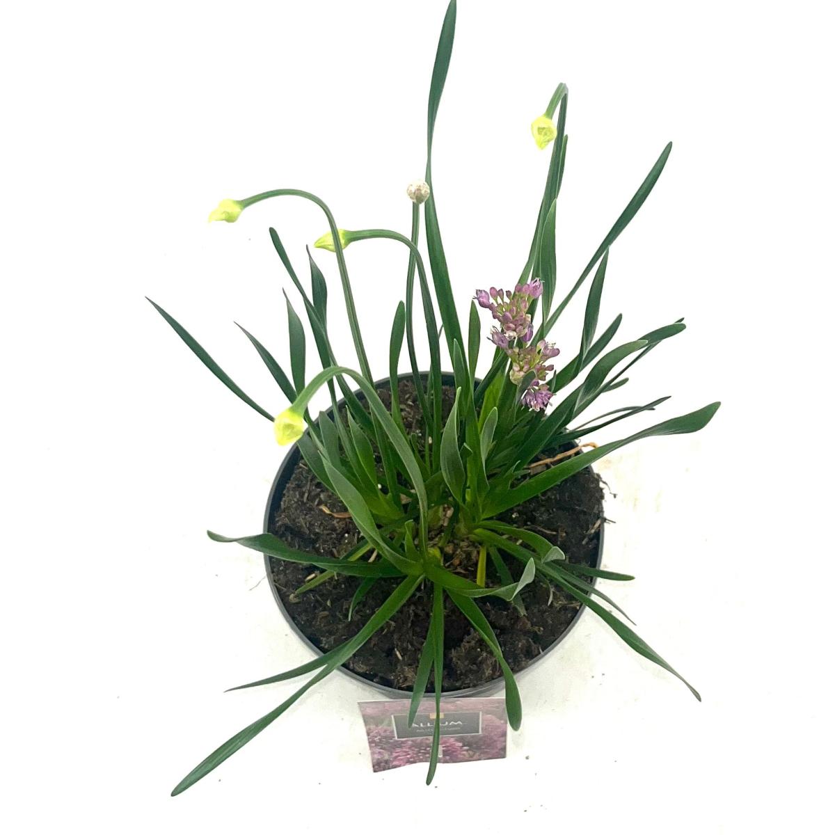 Allium 'Millenium'