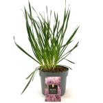 Allium 'Millenium'