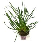 Allium 'Millenium'