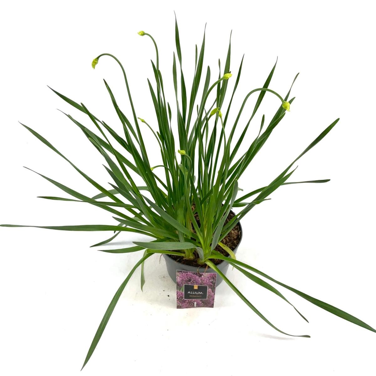 Allium 'Millenium'