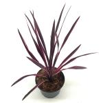 Cordyline 'Paso Doble'