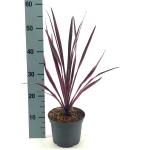 Cordyline 'Paso Doble'