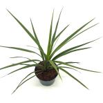 Cordyline indivisa 'Peko'
