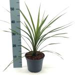 Cordyline indivisa 'Peko'