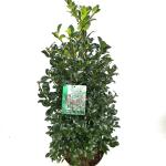 Ilex meserv. Heckenfee