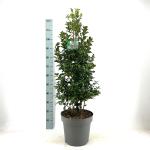 Ilex meserv. Heckenfee