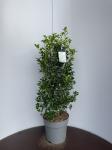 Ilex meserv. Heckenfee