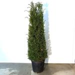 Taxus baccata