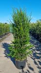 Taxus baccata