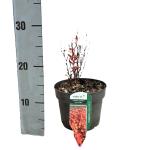 Berberis thunb. 'Orange Ice'