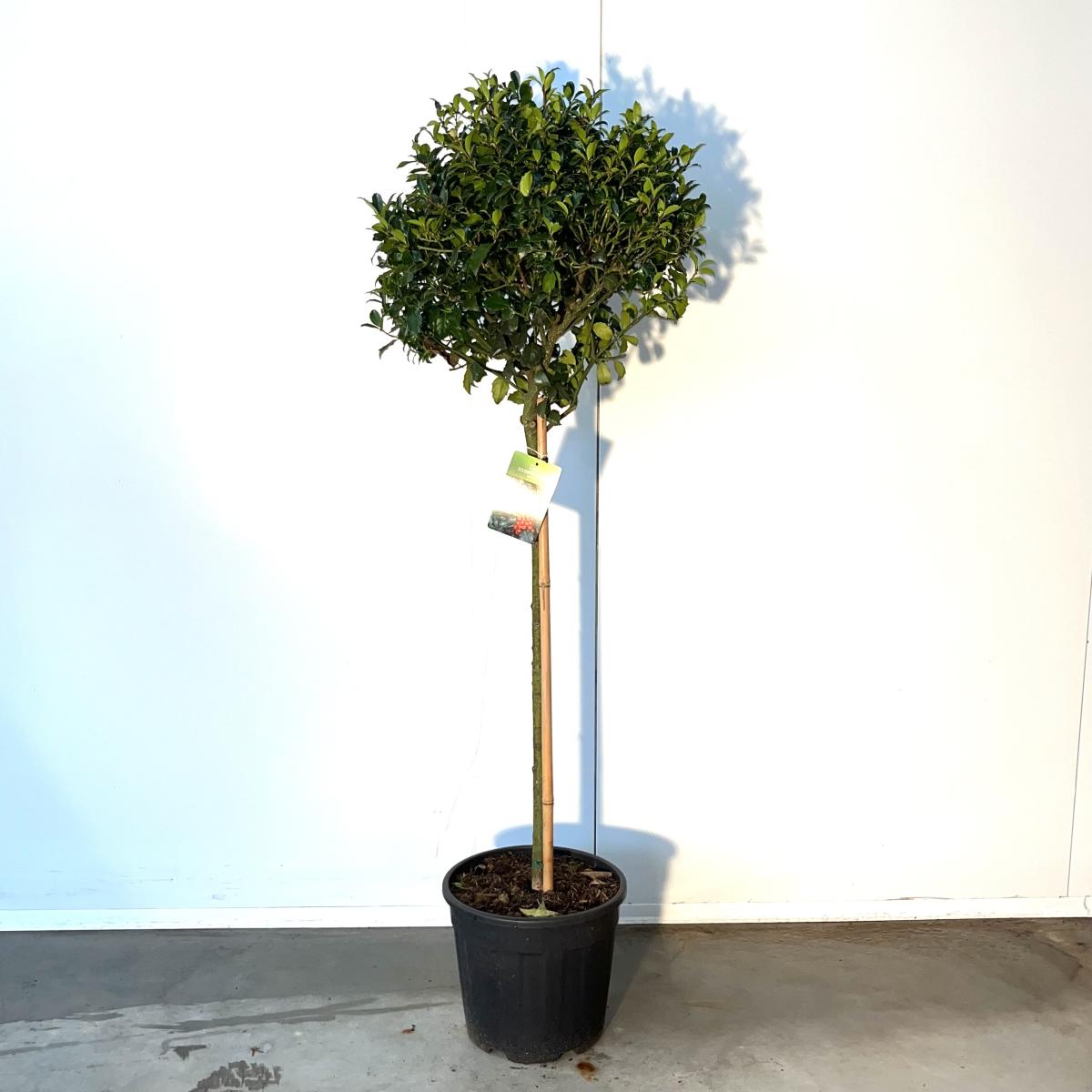 Ilex meserv. Blue Maid, bol