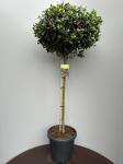 Ilex meserv. Blue Maid, kroon
