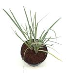 Tulbaghia violacea 'Silver Lace'