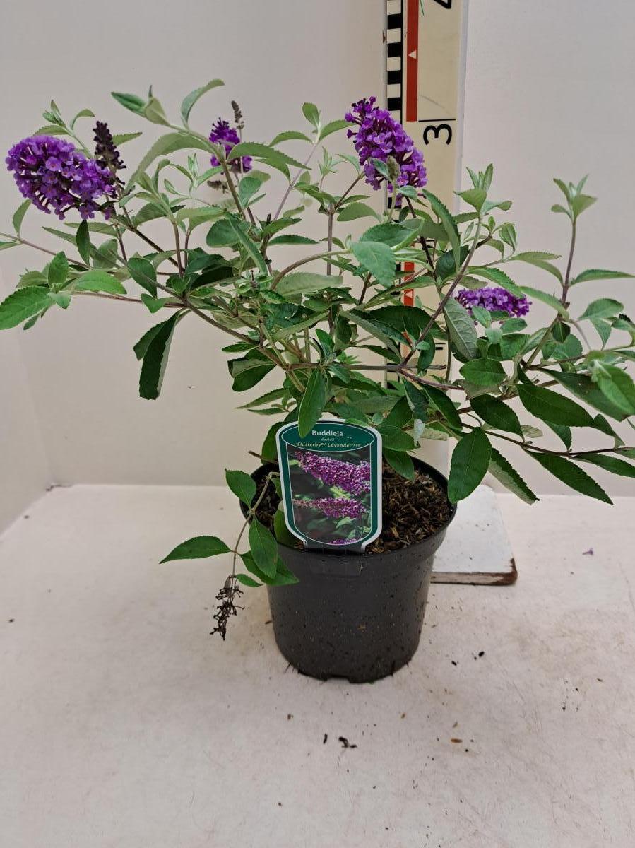 Buddleja Flutterby Lavender