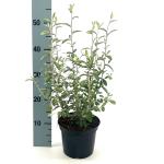 Corokia virgata 'Frosted Chocolate'