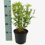 Deutzia gracilis