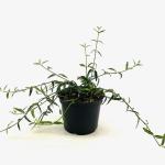 Euonymus fort. 'Wolong Ghost'