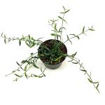 Euonymus fort. 'Wolong Ghost'