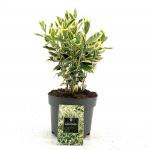 Euonymus jap. 'Bravo'