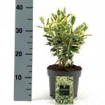 Euonymus jap. 'Bravo'