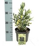 Euonymus jap. 'Bravo'
