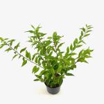 Forsythia int. 'Lynwood'
