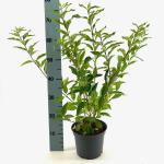 Forsythia int. 'Lynwood'