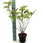 Hydrangea pan. 'Dharuma'