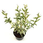 Ligustrum j. 'Colombine'