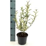 Ligustrum j. 'Colombine'