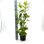 Magnolia soulangeana